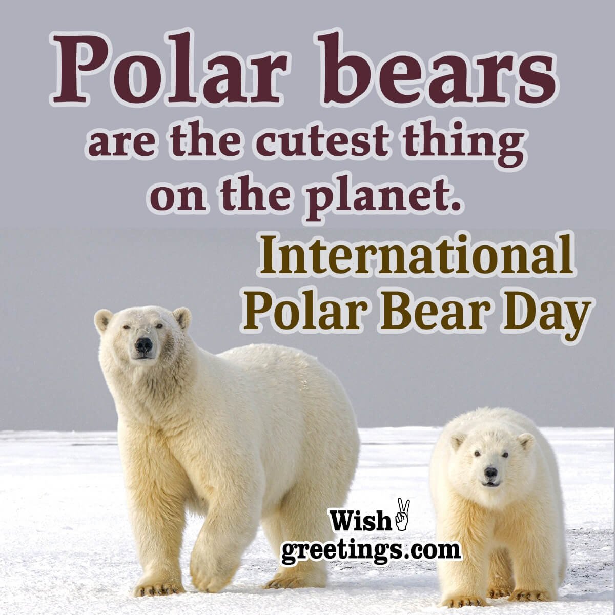 International Polar Bear Day Caption
